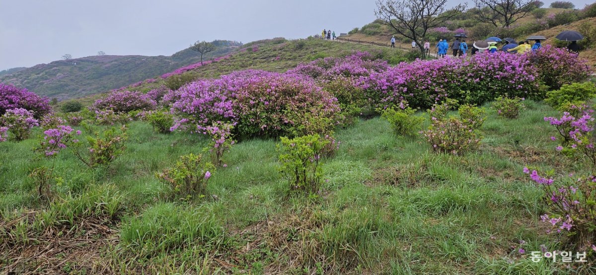 4년만에 재개된 경남 합천 황매산철쭉제. 외지인의 방문이 높은 축제로 평가받고 있다. 이기진 기자 doyoce@donga.com