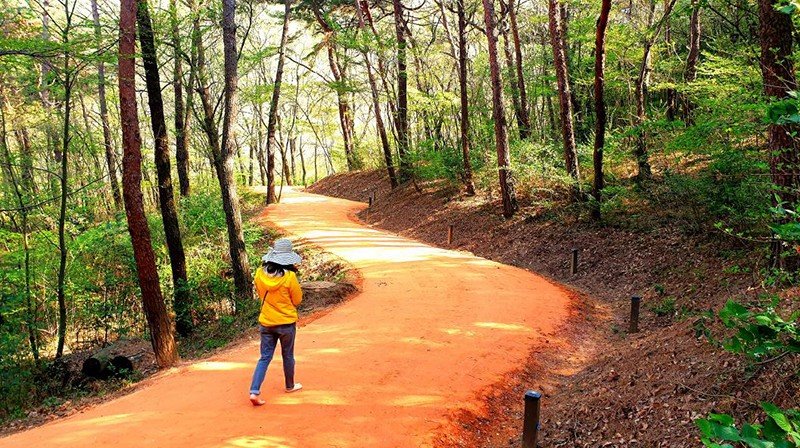 전남 영광군 물무산 행복숲 맨발 황톳길이 숲속 공기를 마시며 일상 속 피로를 풀 수 있는 건강 산책로로 인기를 끌고 있다. 영광군 제공