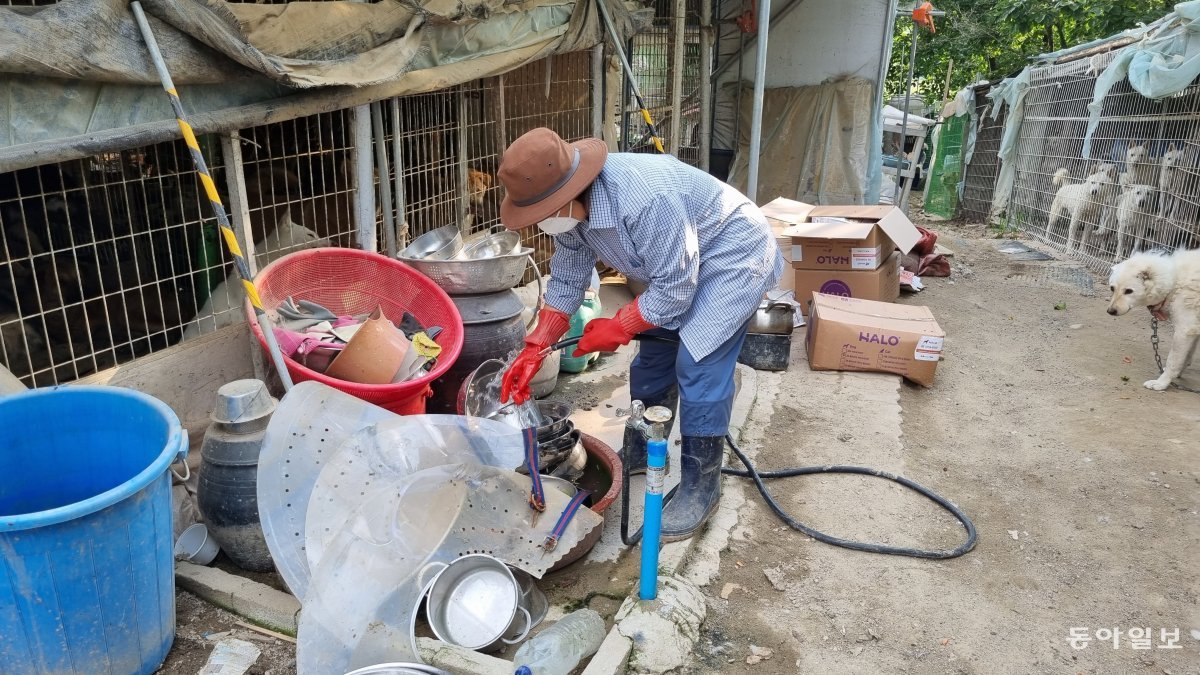 8일 시온쉼터 관계자가 개들에게 물을 주기 위해 그릇을 닦고 있다. 300마리가 넘는 개들을 홀로 돌보는 중인 그는 이날 병원에서 천식과 폐결절 진단을 받았다. 대전=주현우기자 woojoo@donga.com