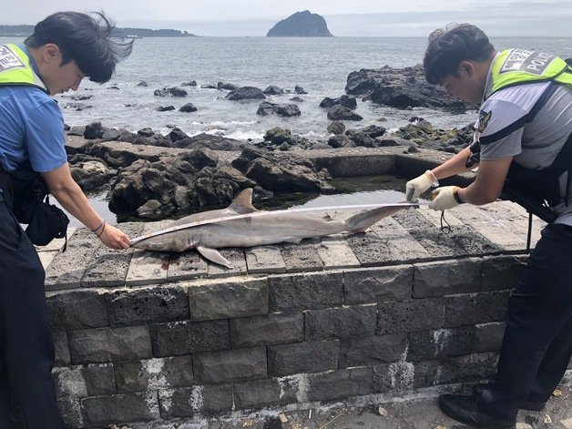 지난 11일 서귀포시 해안가 갯바위에서 발견된 무태상어 사체.(서귀포해양경찰서 제공)
