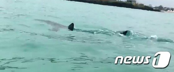 2019년 7월 제주시 함덕해수욕장에서 출현한 상어. 사진은 안전요원이 촬영한 상어 출현 모습.