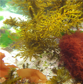 제주 바다에 있는 괭생이모자반 모습.  국립해양생물자원관 제공