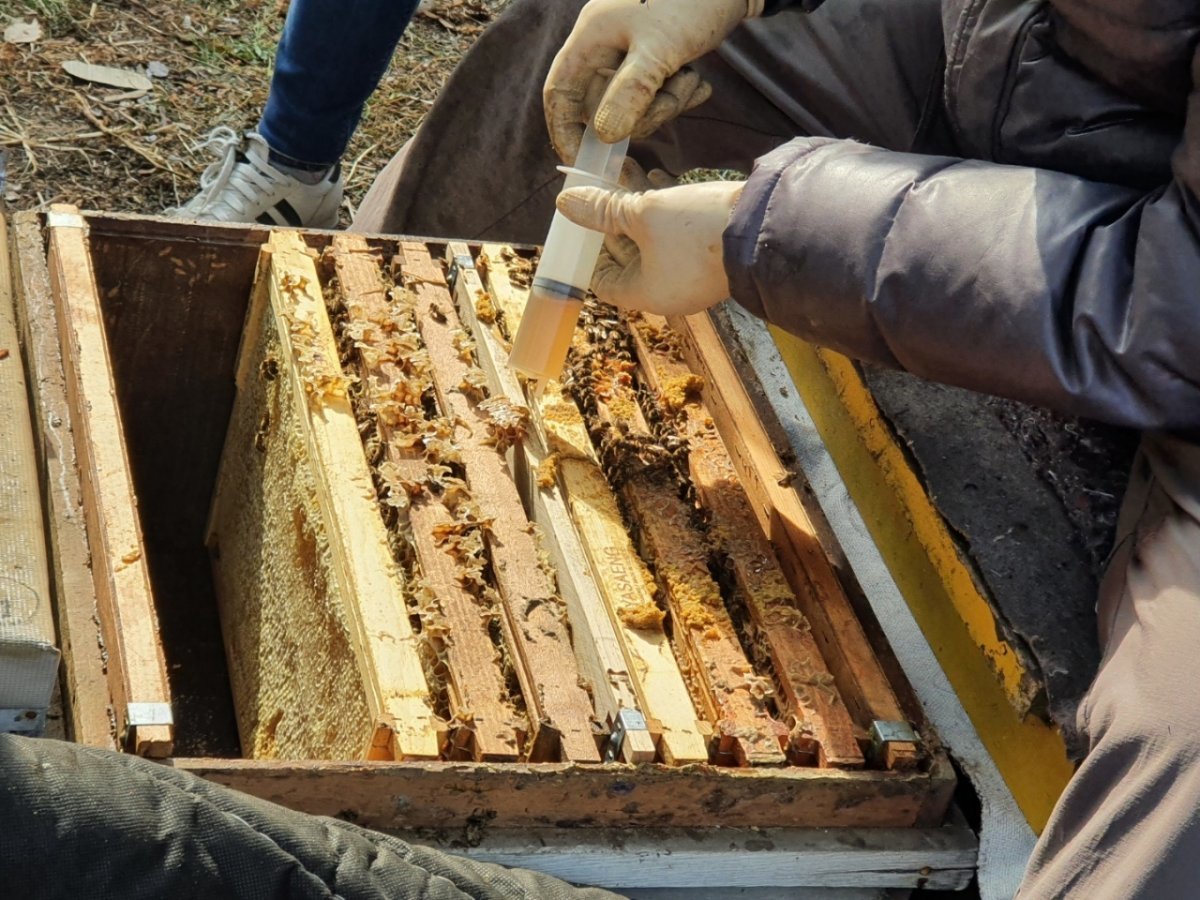 충북도는 올해도 꿀벌의 집단 폐사가 심각함에 따라 추경예산을 통해 꿀벌 구입비 25억 원을 지원하기로 했다. 사진은 봄철 꿀벌응애 방제 모습. 충북도 제공