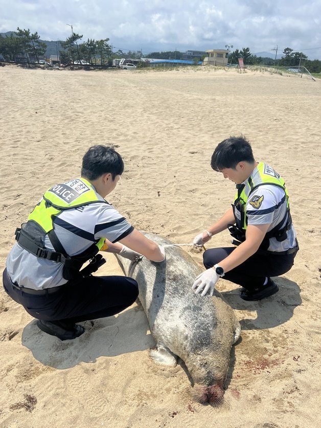 14일 오전 강원 양양군 햔북면 중광정해변에서 발견된 천연기념물 331호이자 환경부 멸종위기 2급 야생생물 점박이물범.(속초해경 제공) 2023.6.14