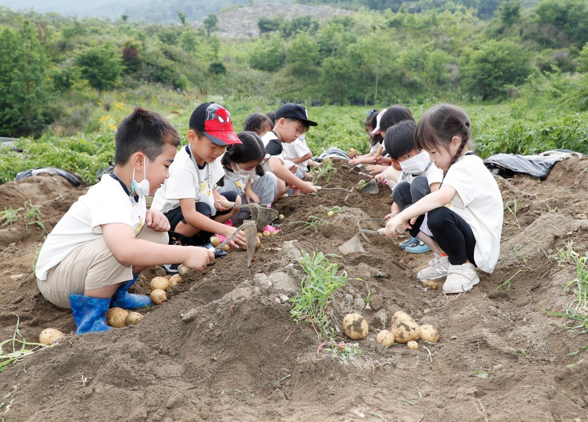 충북 괴산군 감물면 축제추진위원회가 마련한 감물감자축제가 16∼28일 감물면 어울림마당 일원에서 열린다. 괴산군 제공