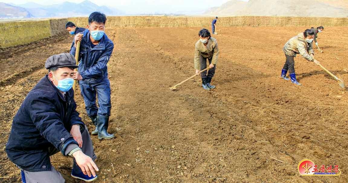 북한 노동당 기관지 노동신문은 지난 3월 18일 “풍요한 가을을 안아올 한 마음”으로 씨뿌리기 작업을 기술적 요구에 맞춰 하는 등 각지 농장이 농사를 잘 짓기 위한 경쟁 열의를 펼치고 있다고 보도했다. 사진은 토산군 읍농장. 평양 노동신문=뉴스1