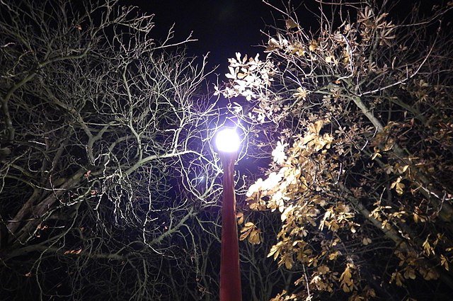 공원에 설치된 가로등 조명. 한밤중에도 밝은 빛을 내뿜는 조명으로 인한 빛 공해가 생태계에 미칠 악영향에 대한 우려가 커지고 있다. 위키미디어 제공