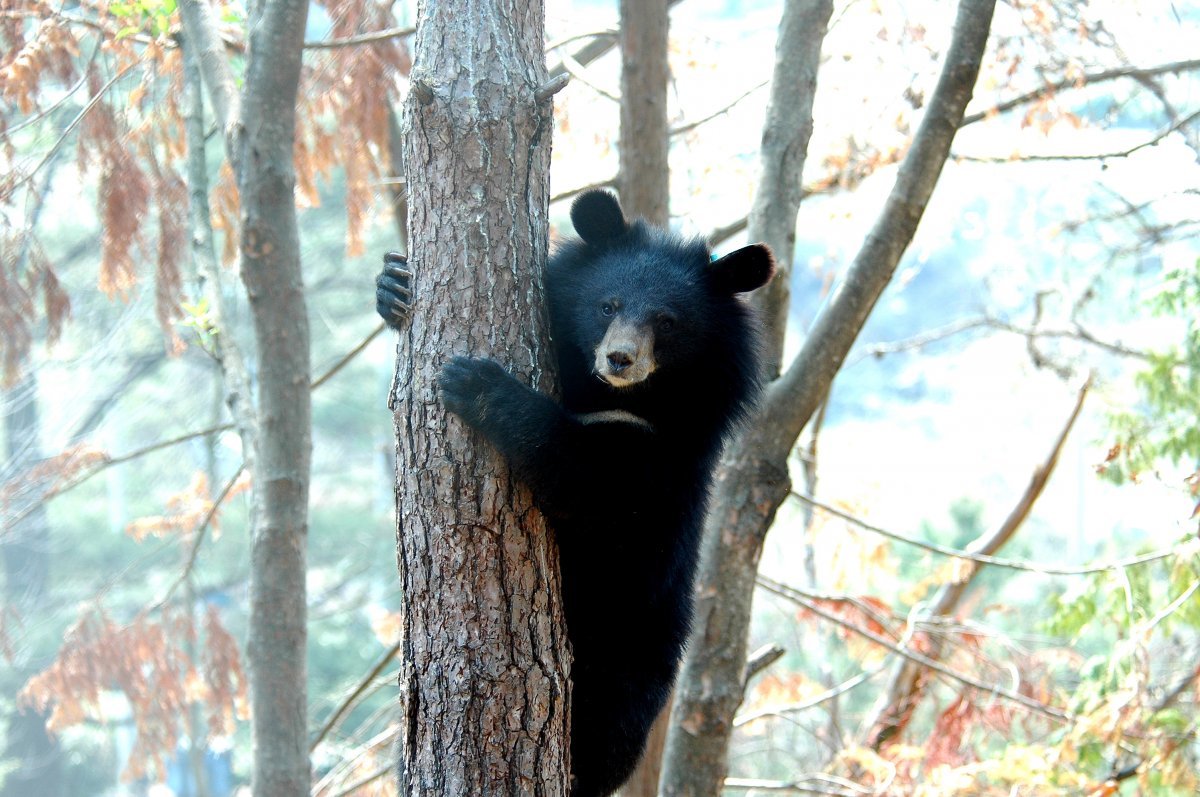 멸종위기종복원 사업의 성공적인 사례로 꼽히는 반달가슴곰. 국립공원공단 제공.