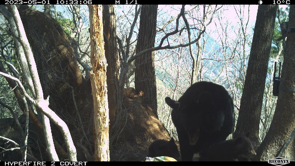 지난달 국립공원공단의 관찰카메라에 잡힌 반달가슴곰 KF-52 개체. 국립공원공단 제공.