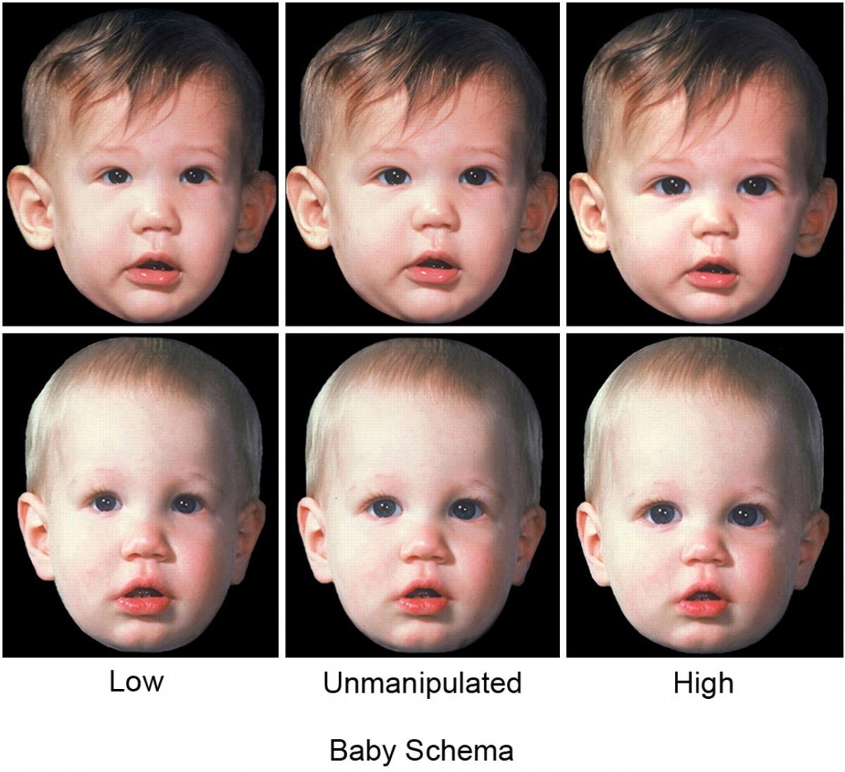 아기의  신체적 특징이 도드라진 얼굴 일수록 사람들은 귀여움을 더 많이 느끼게 된다. 미국국립과학원회보