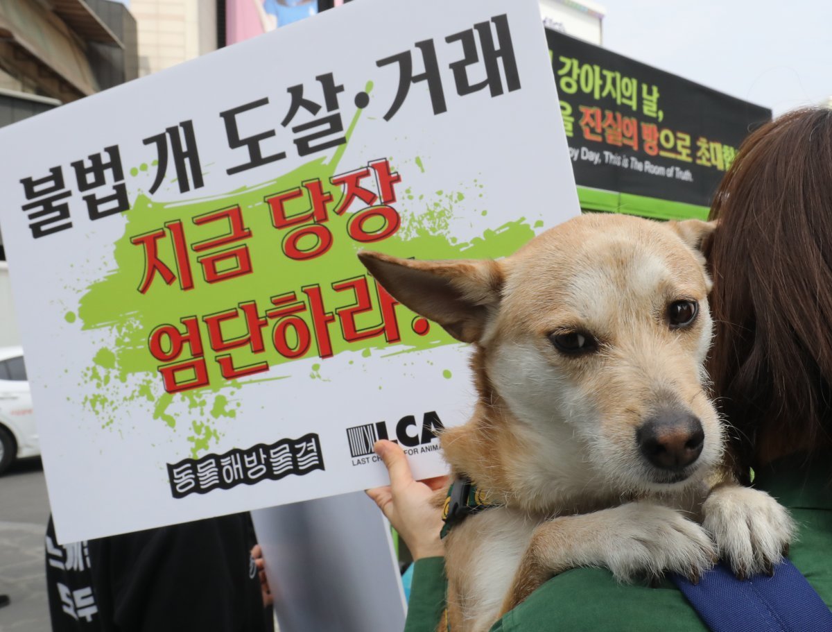 23일 서울 서대문구 신촌 유플렉스 앞 스타광장에서 동물해방물결 회원들이 ‘국제 강아지의 날’을 맞아 개 식용 문제의 종식을 촉구하는 기자회견을 하고 있다.  2023.3.23/뉴스1