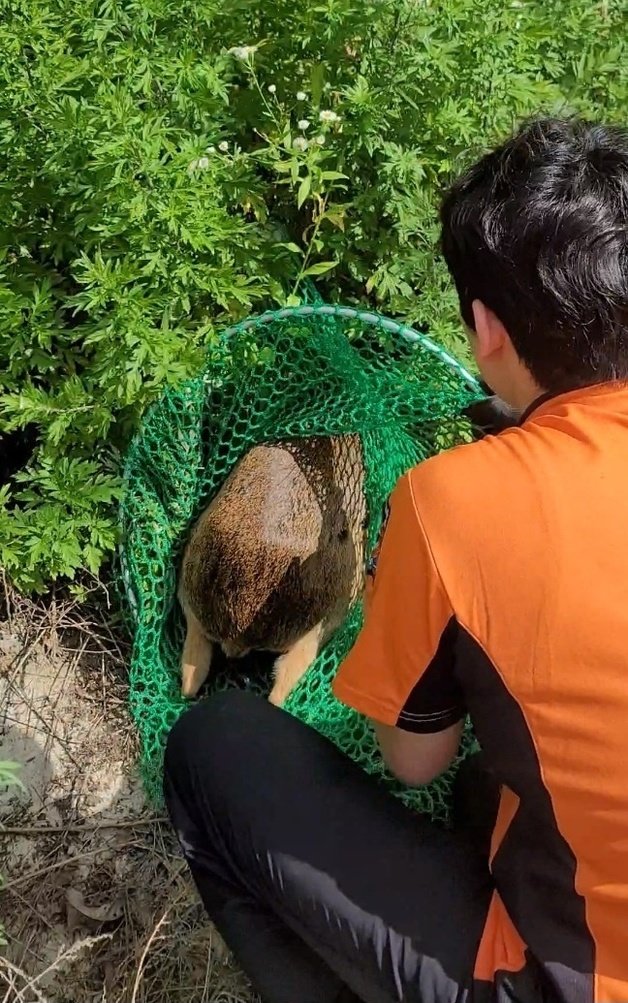 전남 광양소방서 광양119안전센터 대원이 시장에서 포획한 고라니를 인근 야산에 방사하고 있다. 광양119안전센터 제공