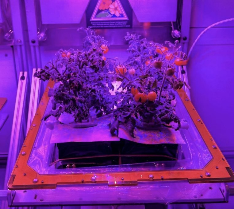 우주 환경에서의 실험을 앞두고 지상 연구소에서 재배되고 있는 토마토. 미국항공우주국(NASA) 제공