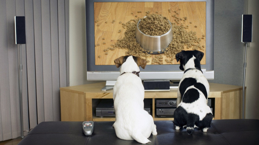 출처 : Dog TV