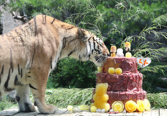 27일 오전 경기 용인시 처인구 에버랜드에서 두번째 생일을 맞은 한국호랑이들이 고기 케이크를 먹고 있다. 2023.6.27. 뉴스1