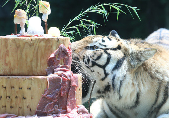 27일 오전 경기 용인시 처인구 에버랜드에서 두번째 생일을 맞은 한국호랑이들이 고기 케이크를 먹고 있다. 2023.6.27. 뉴스1