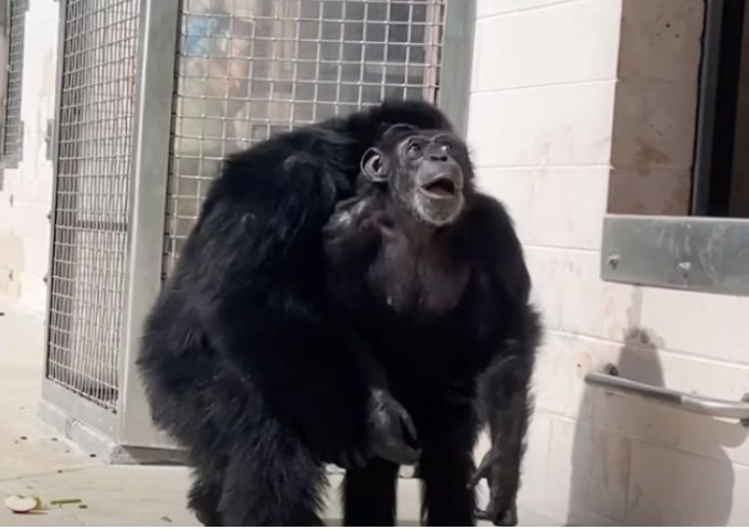 세이브더 침팬지 유튜브.