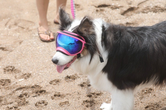 제주 서귀포시 중문색달해변에서 피서즐기는 강아지 자료사진.(뉴스1 DB)