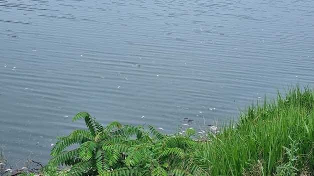 10일 오전 9시께 충남 아산 송악면 궁평저수지에서 물고기 150여 마리가 폐사했다. (농어촌공사 아산지사 제공) /뉴스1