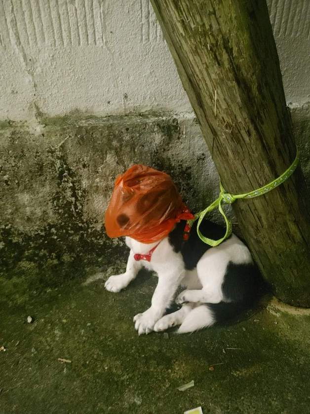 지난 9일 오후 11시쯤 부산 부산진구 가야동 한 골목에서 비닐봉투가 쓰여진 채 발견된 강아지. 부산동물학대방지연합 제공