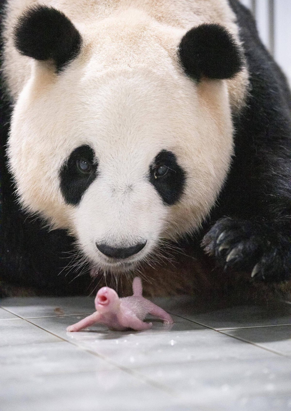 7일 세상 밖으로 나온 쌍둥이 아기 판다 중 둘째를 지켜보는 어미 판다 아이바오. 삼성물산 리조트부문 제공.