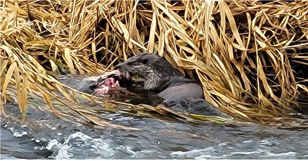 올 1월 광주천에서 수달 한 마리가 잉어를 잡아먹는 모습이 포착됐다.  광주환경운동연합 제공