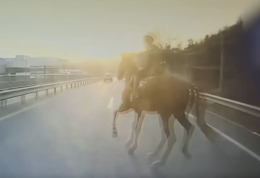 지난해 2월 26일 오후 5시경 경북 칠곡군의 한 국도 갓길에서 달리던 말 한 마리가 갑자기 2차로로 들어와 차량에 부딪히는 모습. 유튜브 채널 ‘한문철TV’ 영상 캡처