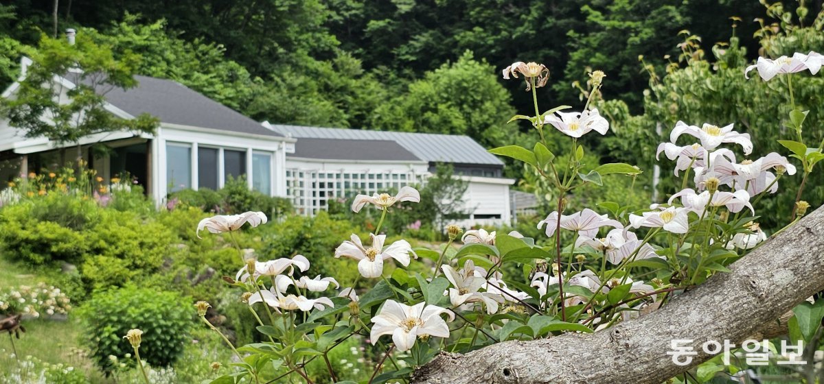 흰 꽃들로 여름의 싱그러움을 담은 화이트 정원. 뒤에 보이는 건물이 김 씨 부부가 사는 집이다. 인제=김선미 기자