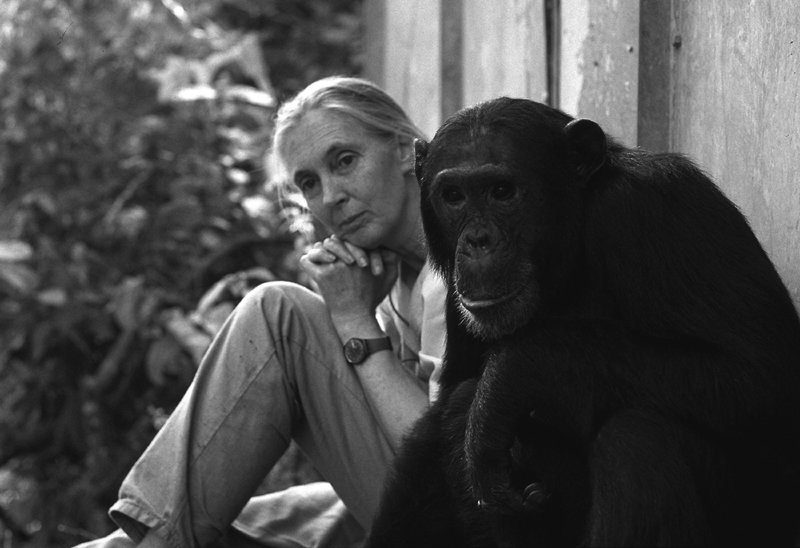 영국 동물학자 제인 구달이 침팬지 옆에 앉아 턱을 괴고 있다. 구달은 “처음 침팬지를 연구하려고 했을 때 영국 정부가 여성이 밀림에 들어간다는 사실에 경악해 승인을 거부했지만 끈질기게 버텨 허가를 받아냈다”고 말했다. ⓒMICHAEL NEUGEBAUER/ WWW.MINEPHOTO.COM ⓒ김흥구 ⓒJANE GOODALL INSTITUTE/HUGO VAN LAWICK·사이언스북스 제공