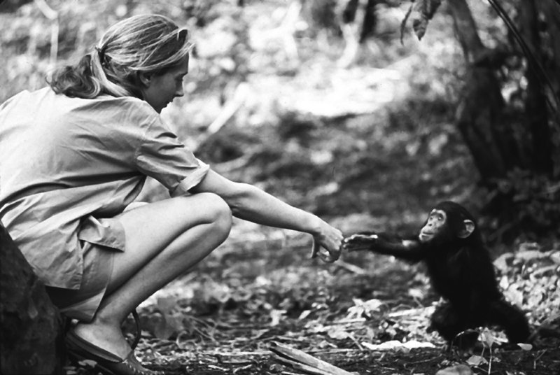 젊은 시절 구달이 새끼 침팬지와 손을 잡기 위해 손을 뻗고 있다. ⓒMICHAEL NEUGEBAUER/ WWW.MINEPHOTO.COM ⓒ김흥구 ⓒJANE GOODALL INSTITUTE/HUGO VAN LAWICK·사이언스북스 제공