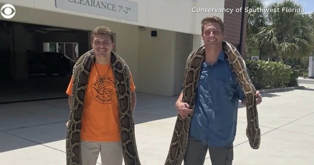 미국 남부 플로리다주에서 한 남성이 길이가 무려 6m에 달하는 버마비단뱀을 잡아 화제를 모으고 있다. CBS뉴스 보도 캡처
