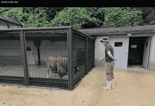 청주동물원으로 옮겨진 수사자 ‘바람이’가 사육사가 주는 먹이를 받아 먹는 모습. (청주동물원 인스타그램)