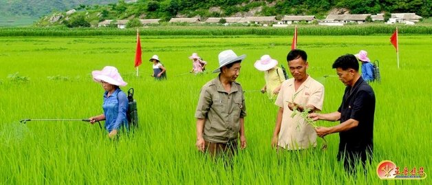 북한 노동당 기관지 노동신문은 20일 “올해 농사의 첫걸음을 내짚던 그 기세를 계속 고조시켜야 한다”라면서 “논벼 비배관리에 힘을 넣어야 한다”라고 강조했다. 사진은 신원군 무학농장. (평양 노동신문=뉴스1)