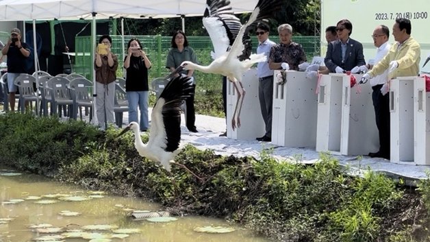 20일 충북 청주시 상당구 문의면 괴곡리 황새 단계적 방사장에서 천연기념물 황새가 힘찬 날갯짓을 하고 있다.(청주시 제공).2023.7.20/뉴스1