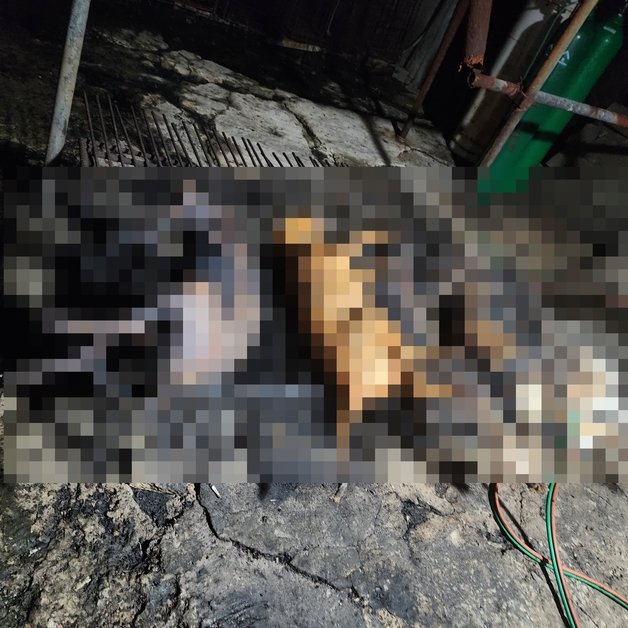 21일 오전 전북 군산시 임피면의 한 불법 개 도축장에서 불법 도축된 개의 사체 15구와 살아있는 개 70여마리가 발견됐다.(비마이독 제공)2023.7.21/뉴스1