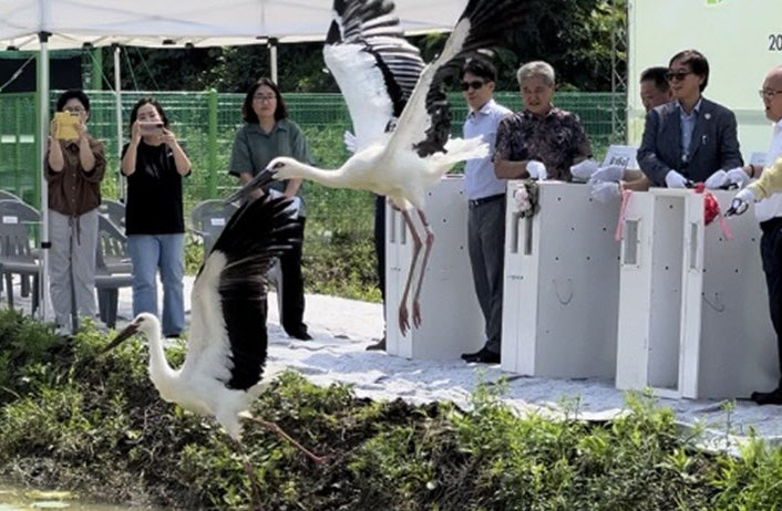20일 오전 충북 청주시 상당구 문의면 괴곡리 황새 단계적 방사장에서 천연기념물인 황새가 야생에 방사되고 있다. 청주시 제공