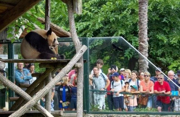 위안멍이 24일(현지시간) 프랑스 보발 동물원에서 관람객을 맞이하고 있다. (펑파이신문 갈무리)