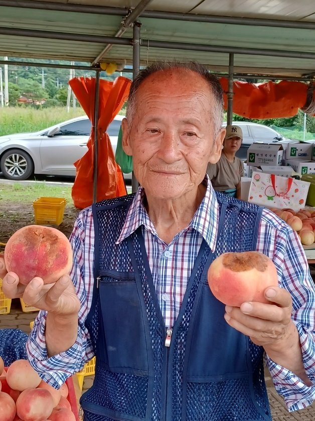 화순읍 도웅리 마을이장 김송배씨(77)가 탄저병 피해를 입은 복숭아를 들어보이고 있다. ⓒ News1