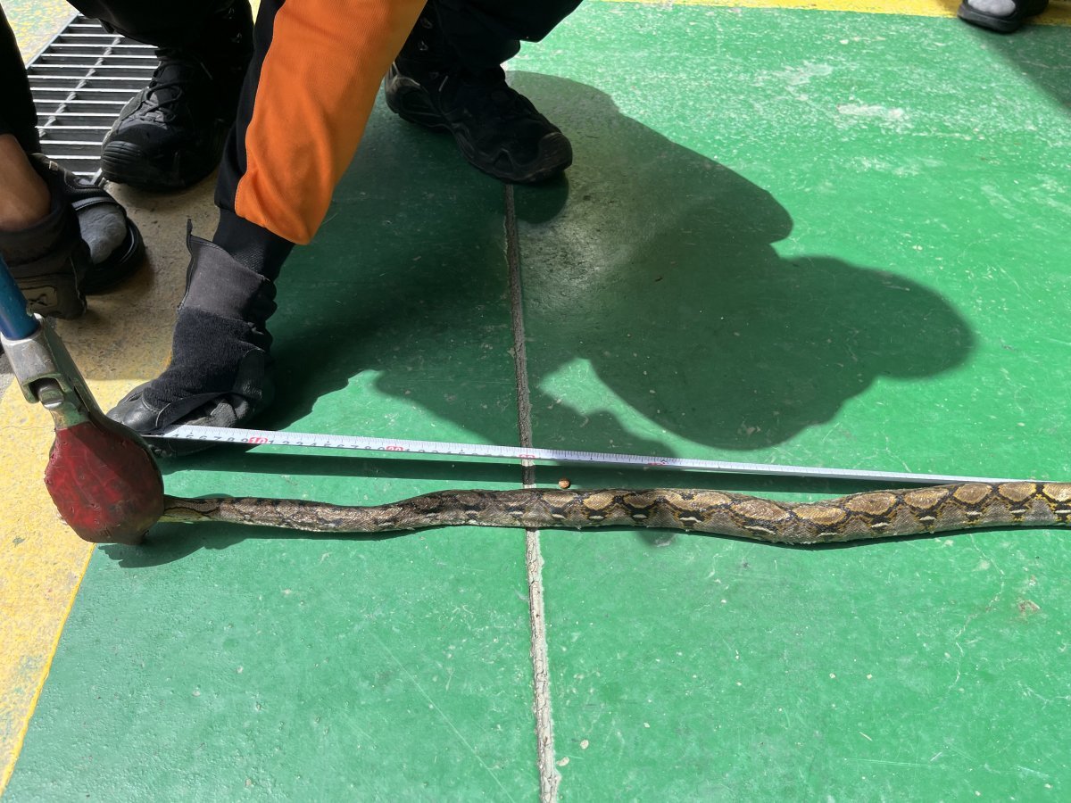 지난 24일 경북 영주시 적서동의 한 공장에서 발견된 그물무늬비단뱀. 영주소방서 제공