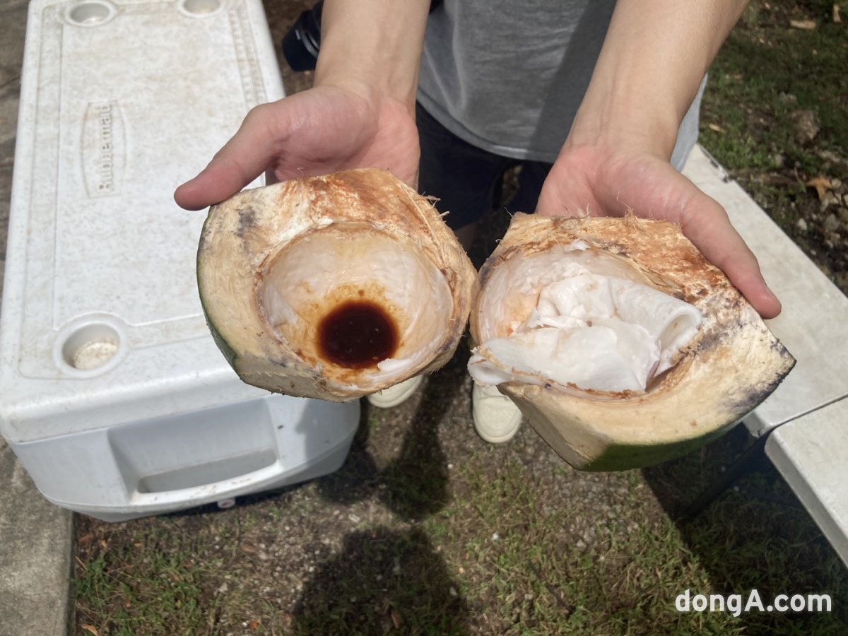 코코넛 과육을 간장에 찍어먹는 일명 ‘코코넛 사시미’. 조유경 동아닷컴 기자 polaris27@donga.com