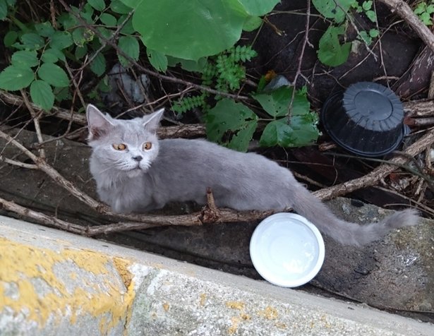 부산 사하구 다대동 산책로에서 발견된 고양이.(부산동물사랑길고양이보호연대 제공)