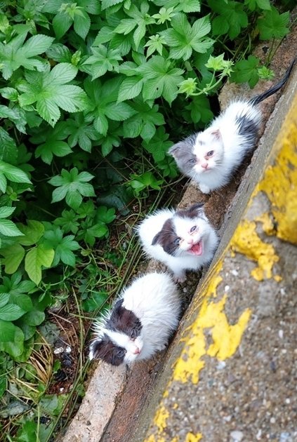 부산 사하구 다대동 산책로에서 발견된 새끼 고양이들.(부산동물사랑길고양이보호연대 제공)