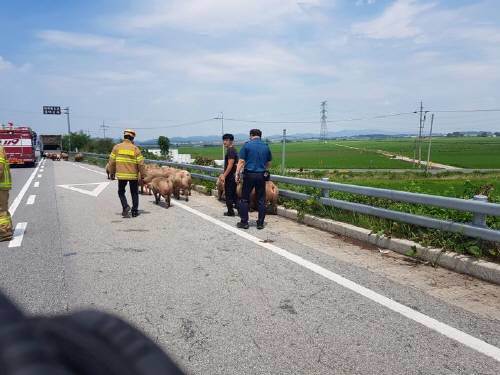 28일 오전 11시51분경 전북 군산시 임피면 한 도로에서 돼지 70마리를 싣고 가던 트럭에서 불이나 26분 만에 꺼졌다.(전북소방본부 제공)