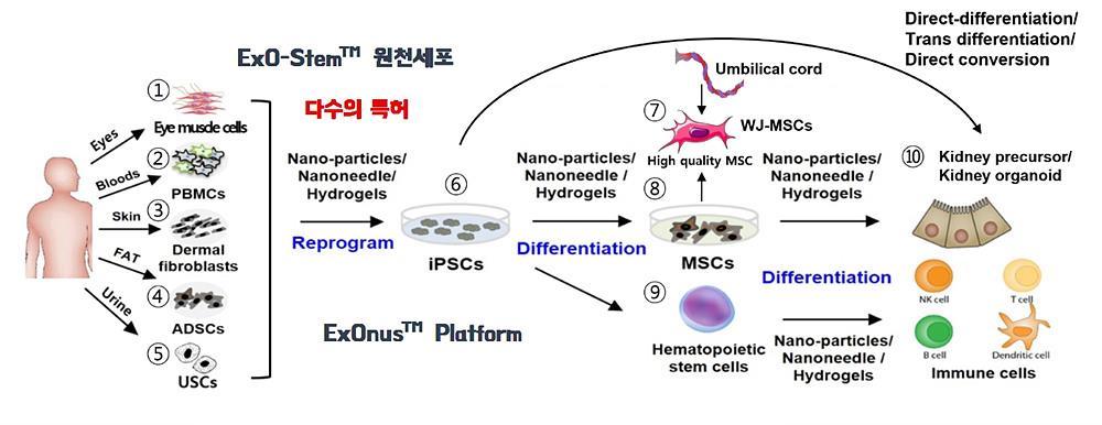 스템엑소원은 줄기세포의 엑소좀 추출과 활용 기술을 여러 개 가졌다 / 출처=스템엑소원