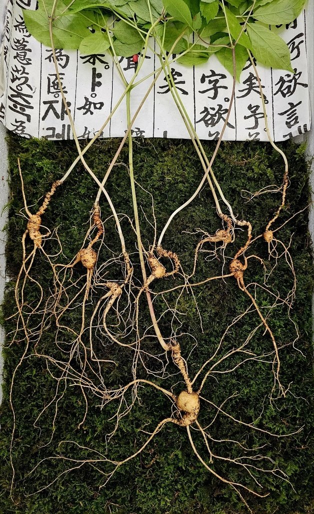 전북 무주 덕유산 자락에서 4대를 이은 천종산삼 8뿌리가 발견됐다. 한국전통심마니협회 제공