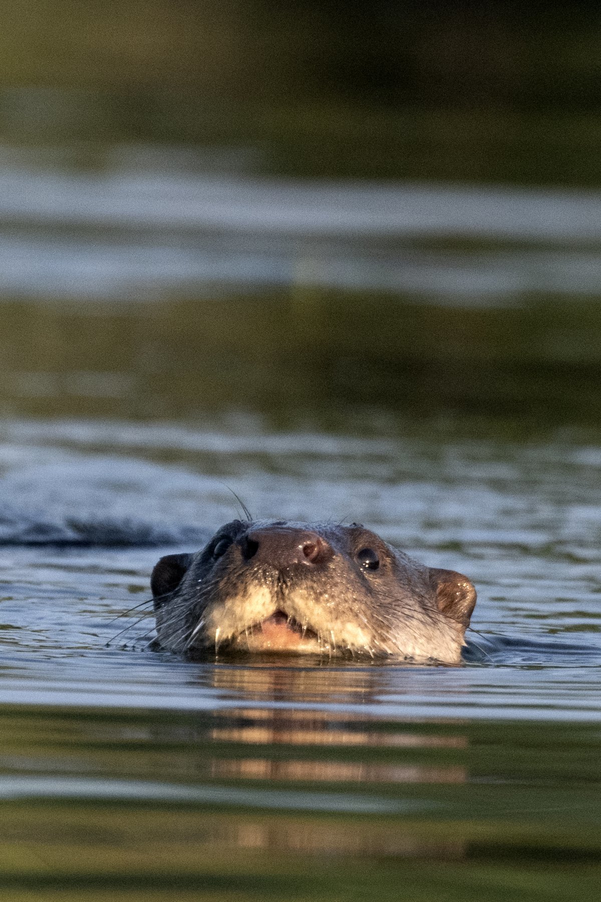 천연기념물 제330호인 수달이 3일 오전 경북 포항시 북구 흥해읍 곡강 생태하천에서 먹잇감을 찾아다니고 있다. 2023.8.3/뉴스1