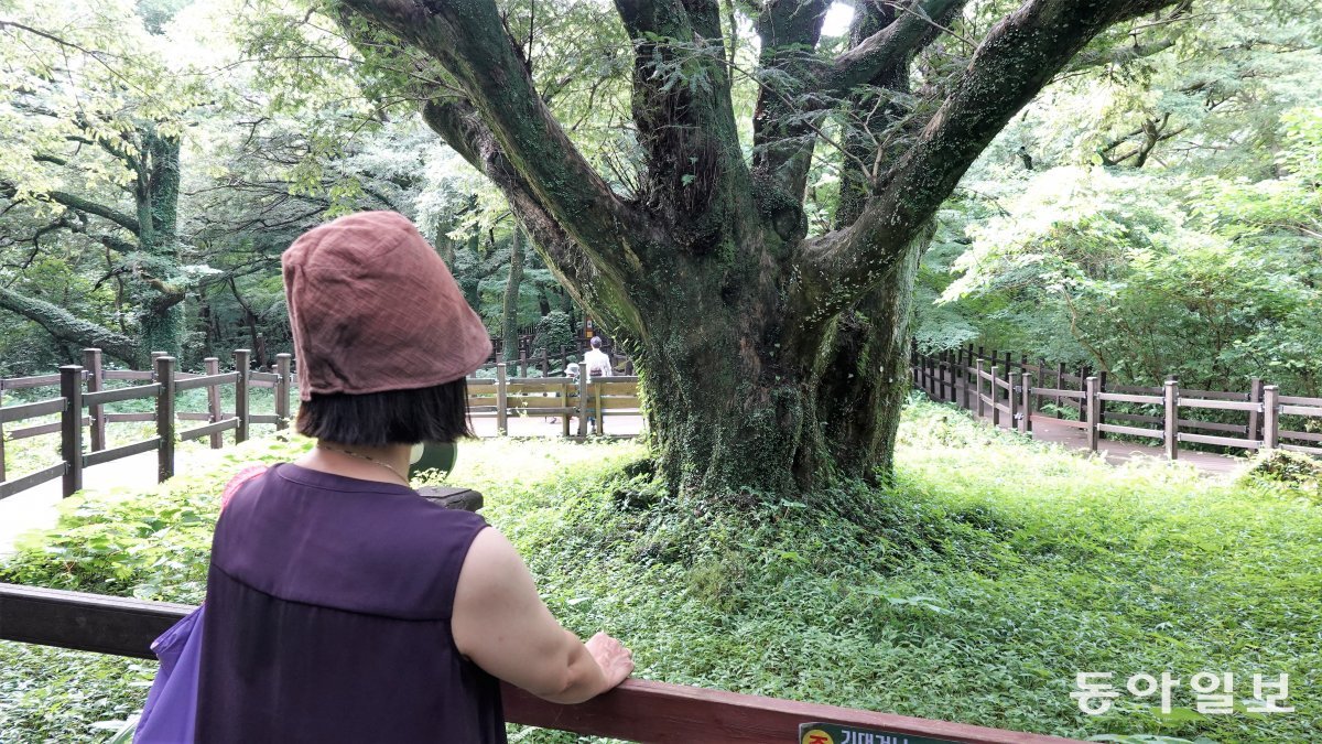 새천년 비자나무의 기운을 느껴보는 관광객.