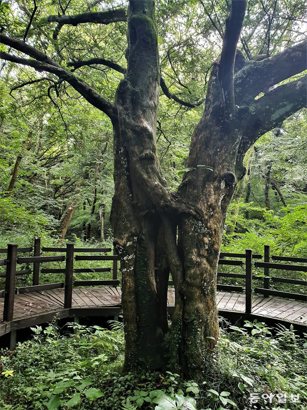 암수 두 나무가 맞닿아 한 나무로 된 연리목 비자나무.
