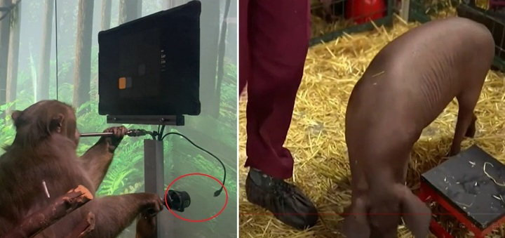 일론 머스크가 공개한 뉴럴링크 칩을 이식받은 동물들, 원숭이는 칩과 무선으로 연결된 조이스틱을 통해 퍼즐을 풀었으며 돼지는 칩을 통해 후각 신호를 시각 데이터로 변환했다. 사진출처: CNN, BBC 영상 캡처