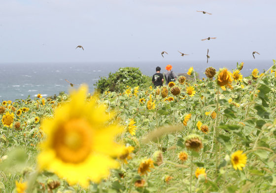 제6호 태풍 ‘카눈’(KHANUN)‘의 직접 영향권에서 벗어난 10일 오전 제주시 조천읍 서우봉 해바라기밭에서 관광객들이 여름 정취를 즐기고 있다. 2023.8.10. 뉴스1